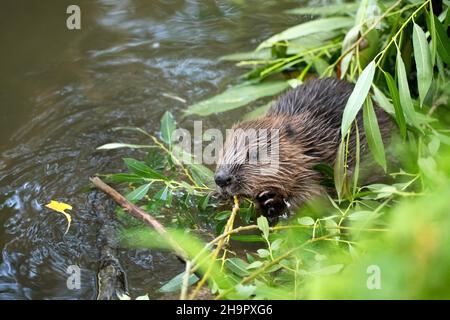 Europäischer Biber (Rizinusfaser), junges Tier, das im Wasser sitzt und Weidenzweige isst, Fulda, Hessen, Deutschland Stockfoto