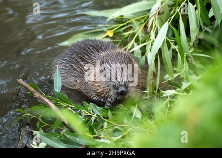 Europäischer Biber (Rizinusfaser), junges Tier, das im Wasser sitzt und Weidenzweige isst, Fulda, Hessen, Deutschland Stockfoto