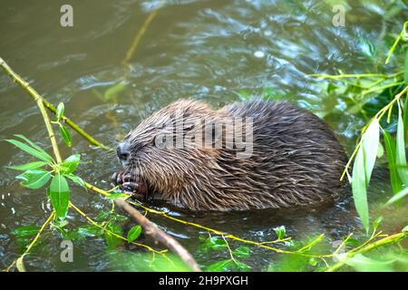 Europäischer Biber (Rizinusfaser), junges Tier, das im Wasser sitzt und Weidenzweige isst, Fulda, Hessen, Deutschland Stockfoto