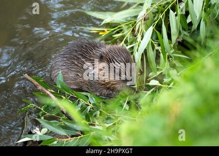 Europäischer Biber (Rizinusfaser), junges Tier, das im Wasser sitzt und Weidenzweige isst, Fulda, Hessen, Deutschland Stockfoto