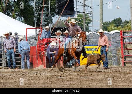 Rodeo-Wettbewerb, Rodeo-Fahrer, Valleyfield Rodeo, Valleyfield, Provinz Quebec, Kanada Stockfoto