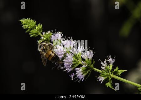 Nahaufnahme der Honigbiene auf Minze. Mentha spicata. Stockfoto