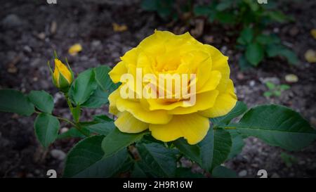 Gelbe Rose im Blütenstand Stockfoto