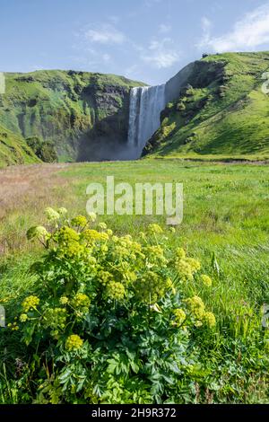 Skogafoss Wasserfall im Sommer bei schönem Wetter, Skogar, Sudurland, Südisland, Island Stockfoto