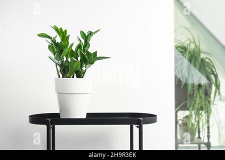 Zamioculcas, oder zamiifolia zz Pflanze in einem weißen Topf auf einem schwarzen Tisch in weißen Wohnräumen mit Pflanzen, Hausgarten und urbane Dschungel-Konzept Stockfoto