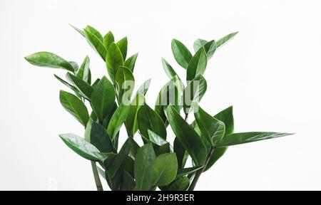 Grüne Zweige von Zamioculcas, oder zamiifolia zz Pflanze Nahaufnahme, Hausgarten und Verbindung mit der Natur Konzept Stockfoto