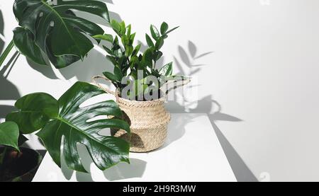 Zamioculcas, oder zamiifolia zz Pflanze in einem Weidentopf auf einem weißen Tisch mit Monstera oder Schweizer Käsepflanze in der Nähe, und ihre Schatten auf einer weißen Wand, ho Stockfoto