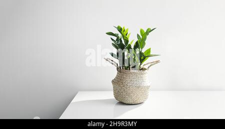 Zamioculcas, oder zamiifolia zz Pflanze in einem Weidentopf auf einem weißen Tisch, Home Gardening und minimales Home-Dekor-Konzept Stockfoto