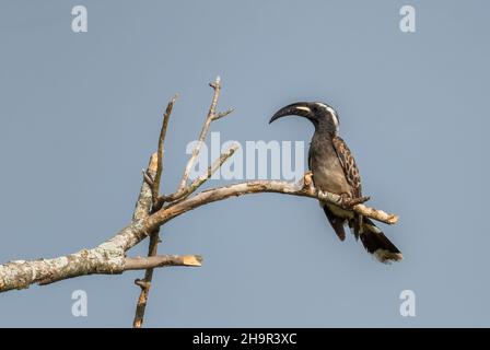 African Grey Hornbill - Lophoceros nasutus, schöner großer Vogel aus afrikanischen Wäldern und Wäldern, Kibale-Wald, Uganda. Stockfoto