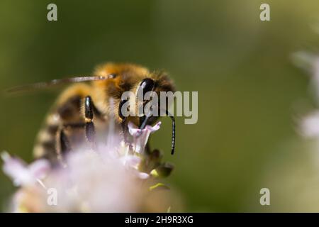 Bienen bestäuben Blume und sammeln Nektar. Honigbiene im Blütenblatt. Nahaufnahme. Grüner Hintergrund Stockfoto