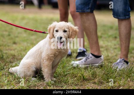 Golden Retriever Welpen im Freien. Netter junger Hund mit Menschen. Freundschaft zwischen Menschen und Haustier Stockfoto