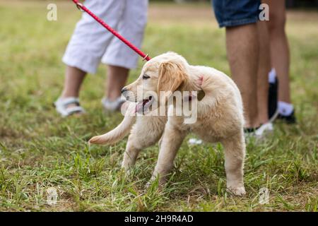 Golden Retriever Welpen im Freien. Netter junger Hund mit Menschen. Freundschaft zwischen Menschen und Haustier Stockfoto