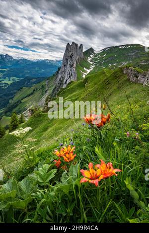 Lilium bulbiferum vor Saxer Luecke, Alpstein, Appenzell, Schweiz Stockfoto