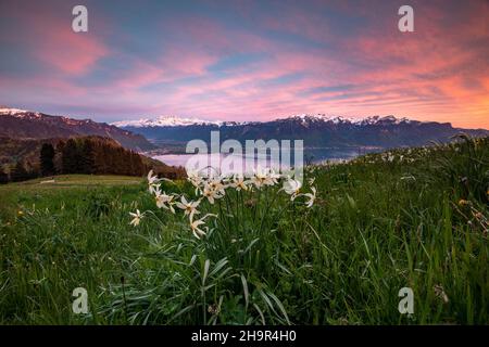 Narcissus poeticus (Narcissus poeticus) auf einer Wiese, Abendstimmung, Genfersee, Montreux, Kanton Waadt, Schweiz Stockfoto
