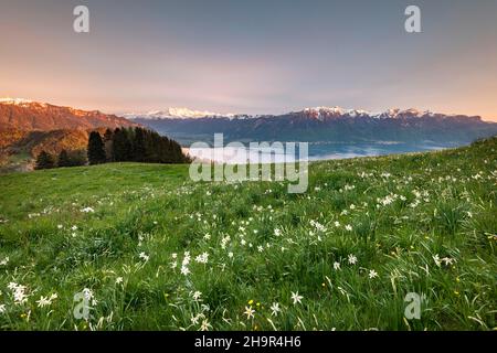 Narcissus poeticus (Narcissus poeticus) auf einer Wiese, Abendstimmung, Genfersee, Montreux, Kanton Waadt, Schweiz Stockfoto
