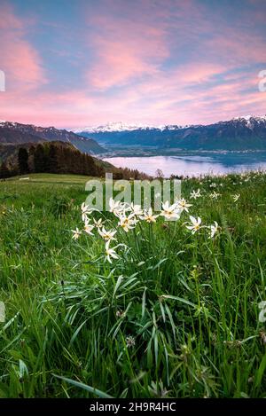 Narcissus poeticus (Narcissus poeticus) auf einer Wiese, Abendstimmung, Genfersee, Montreux, Kanton Waadt, Schweiz Stockfoto