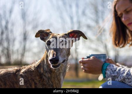 Frau genießt eine Tasse Kaffee mit ihrem Windhundhund. Entspannung im Freien. Selektiver Fokus bei spanish galgo PET Stockfoto