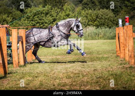 Laufendes Pferd im Geschirr. Training von Pferdezug Kutsche für Tiersport Pferdesport Veranstaltung Stockfoto