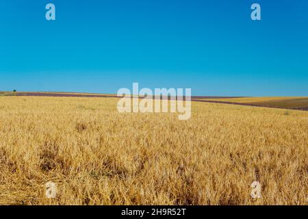 Ein Feld von reifen gelben Weizen vor der Ernte Landschaft Stockfoto