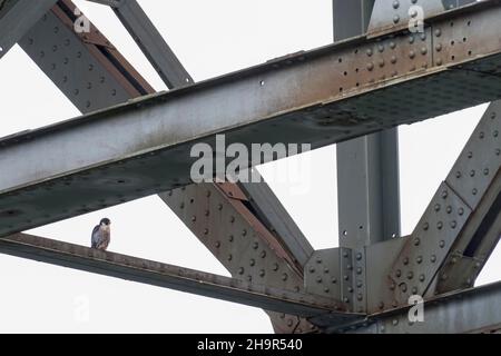 Wanderfalke (Falco peregrinus), erwachsen, stehend auf eiserner Brückenstrebe, Hessen, Deutschland Stockfoto