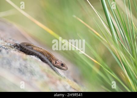 Lebendgebärenden Eidechsen (Lacerta vivipara) auf Stein, Hessen, Deutschland Stockfoto