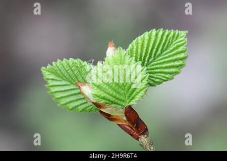 Ulmus laevis, bekannt als die europäische weiße Ulme, flatternde Ulme oder ausbreitende Ulme, Nahaufnahme neuer Blätter Stockfoto