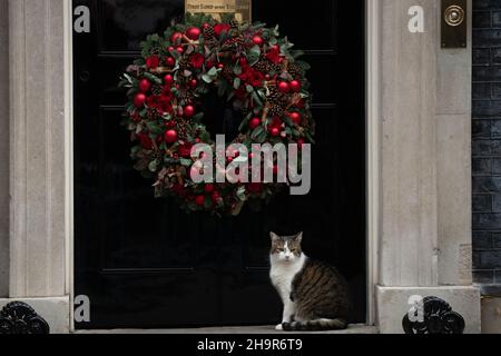 LONDON, GROSSBRITANNIEN 8TH. DEZEMBER 2021. Larry, die Katze vor der Downing Street, Nummer 10, bevor der Premierminister zur Fragestunde im Unterhaus aufbricht. Stockfoto