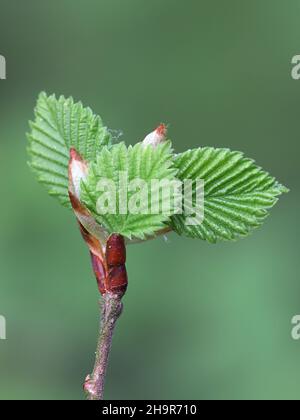 Ulmus laevis, bekannt als die europäische weiße Ulme, flatternde Ulme oder ausbreitende Ulme, Nahaufnahme neuer Blätter Stockfoto