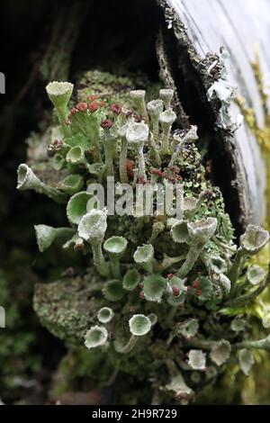 Cladonia gracilis subsp. Turbinata, eine Pokalflechte aus Finnland ohne gemeinsamen englischen Namen Stockfoto