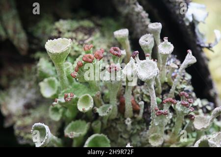 Cladonia gracilis subsp. Turbinata, eine Pokalflechte aus Finnland ohne gemeinsamen englischen Namen Stockfoto