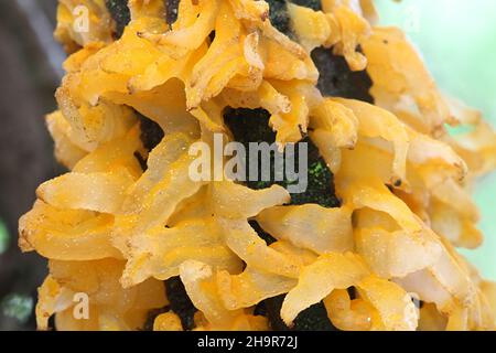 Gymnosporangium clavariiforme, allgemein bekannt als Feuerzungen, wilder Pilz aus Finnland Stockfoto