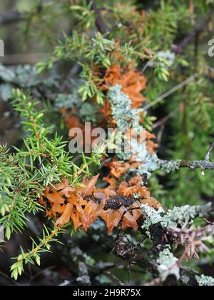 Gymnosporangium clavariiforme, allgemein bekannt als Feuerzungen, wilder Pilz aus Finnland Stockfoto