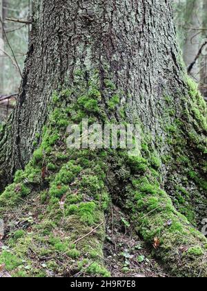 Moosbedeckter Stamm und Wurzeln der Norwegenfichte, alter Wald im Naturzustand Stockfoto