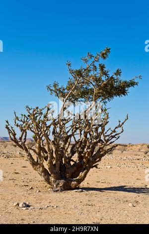 Räucherstäbchen in Wadi Doka, Salalah, Salalah, Dhofar, Oman Stockfoto