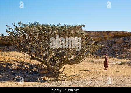 Räucherstäbchen in Wadi Doka, Salalah, Salalah, Dhofar, Oman Stockfoto