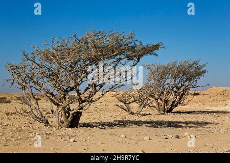 Räucherstäbchen in Wadi Doka, Salalah, Salalah, Dhofar, Oman Stockfoto