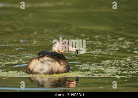 Wenn das Wasser nicht gefriert, bleibt das ganze Jahr über wenig Greifer auf den Gebieten, wie es diese Vögel auf einem See in der Nähe von Warrington tun Stockfoto