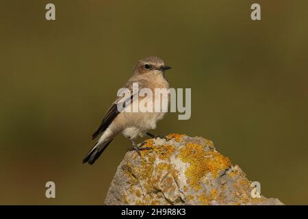 Schwarzohr-Wheatear ist ein seltener Vogel in Großbritannien. Dieses Individuum wurde in der Küstenregion Lancashire gefunden, wo es für eine Reihe von Tagen blieb, - Herbstmigrant. Stockfoto