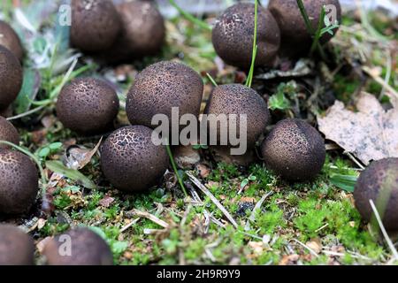 Lycoperdon pyriforme, bekannt als die pear-shaped puffball oder stumpf Puffball, wilde Pilze aus Finnland Stockfoto