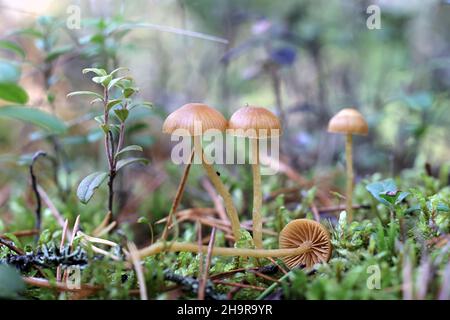 Galerina vittiformis, bekannt als haarige Beinglocke, wilder Pilz aus Finnland Stockfoto