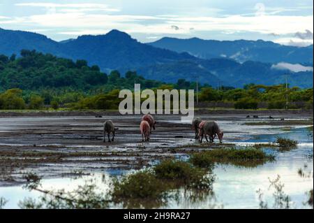 Buffalo sucht Nahrung in einem trockenen Teich. Stockfoto