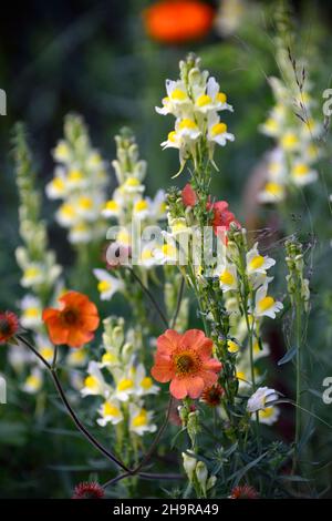 Linaria purpurea pochiertes Ei, geum total Mandarine, Toadflachs, orangefarbene und gelbe Blüten, weißgelbe Blüten, blühende Stiele, Turmspitzen, snapdragon, RM Flora Stockfoto