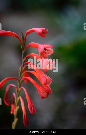 Watsonia beatricis, Watsonia pillansii, Beatrice watsonia, Seerose, rote Orange, Blume, Blumen, Dornen, Stacheln, mehrjährig, RM Floral Stockfoto