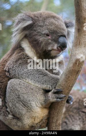 Der Koala ist ein arboreales pflanzenfressendes Beuteltier, das in Australien beheimatet ist. Es ist der einzige erhaltene Vertreter der Familie Phascolarctidae und seine Schließung Stockfoto