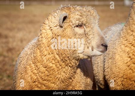 Sheep on Farm - Sheep Close-Up Eye - Australien Stockfoto