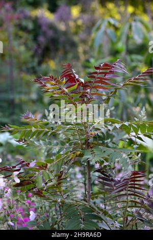 ailanthus altissima lila Drache, Kupfer Laub, Kupfer Blätter, neues Wachstum, attraktive Blätter, RM Floral Stockfoto