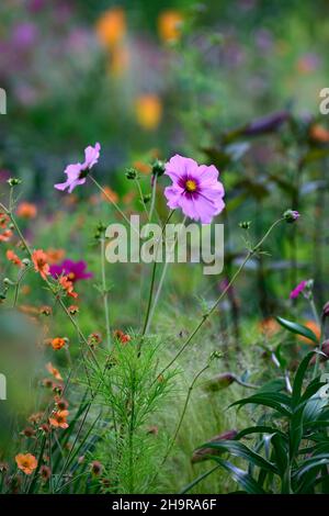 Kosmos Ausstrahlung, Erbstück Kosmos, rot lila Augen, rosa Blume, rosa Blumen, rot lila Auge, jährlich, einjährige, Garten, Sommer im Garten, RM Floral Stockfoto