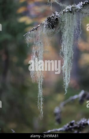 Usnea dasypoga, auch Usnea filipendula genannt, allgemein bekannt als Fischgrätenbarte Stockfoto