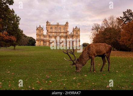 Hirsch bei Sonnenaufgang im Wollaton Park in Nottingham Nottinghamshire England Stockfoto