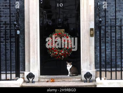 London, Großbritannien. 8th Dez 2021. Larry, die Downing Street Katze, posiert vor der Tür von Nummer 10. Quelle: Tommy London/Alamy Live News Stockfoto